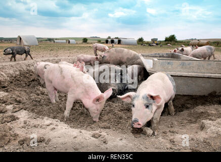 Un SOW a doppio spiovente e i suinetti godendo il fango su un organico di maiale agriturismo fattoria biologica nel Wiltshire, Regno Unito Foto Stock