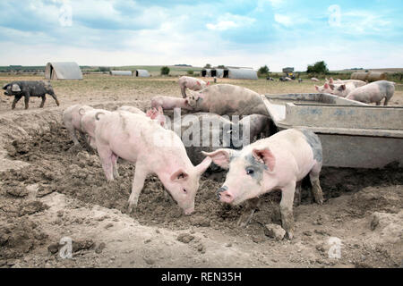 Un SOW a doppio spiovente e i suinetti godendo il fango su un organico di maiale agriturismo fattoria biologica nel Wiltshire, Regno Unito Foto Stock