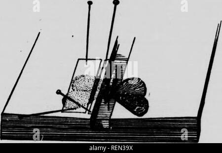 . Indicazioni per la raccolta e la conservazione di insetti [microformati]. Insectes; gli insetti. Â 18 Conservazione permanente di insetti. La seguente sezione contiene alcuni suggerimenti di carattere generale sull'preser permanente- vation di msects, che possono risultare di valore per gli insegnanti della scuola o a coloro che sono desiderosi di formmg una collezione privata. Rilassante.âInsects asciugarsi molto rapidamente e diventano dure e fragili in modo che se immagazzinato per alcuna lunghezza di tempo mediante uno qualsiasi dei metodi indicati nella sezione precedente sarà '.ecessary per rilassarsi prima che si può essere ulteriormente manipolato. Questa operazione viene eseguita mediante il loro inserimento sulla sabbia umida sotto un Foto Stock