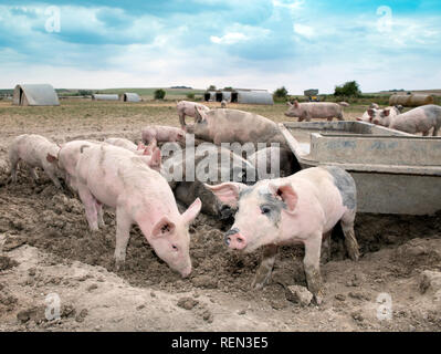 Un SOW a doppio spiovente e i suinetti godendo il fango su un organico di maiale agriturismo fattoria biologica nel Wiltshire, Regno Unito Foto Stock