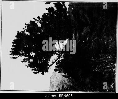 . Alberi nativi del Canada [microformati]. Alberi; Forêts et silvicoltura; le foreste e la silvicoltura; Arbres. . Si prega di notare che queste immagini vengono estratte dalla pagina sottoposta a scansione di immagini che possono essere state migliorate digitalmente per la leggibilità - Colorazione e aspetto di queste illustrazioni potrebbero non perfettamente assomigliano al lavoro originale. Morton, B. R. (Boyd Rutherford), 1885-1957; Lewis, R. G. (Richard Garwood), 1885-1943; Canada. Ramo di selvicoltura. Ottawa : Dipartimento dell'Interno Foto Stock