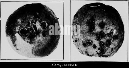 . Gli insetti che attacca gli alberi da frutto [microformati]. Frutta; pesti di insetto; Insectes nuisibles; frutti. 40 uovo-posa inizia quasi non appena i vari tipi di frutta sono impostati iiiid eontinues attivamente per un mese, dopo wliich velocemente si allenta olL le uova si schiudono in circa cinque giorni e il lai n; il loro lavoro in modo i frutti e feed su polpa. I Frutti infestati, come abbiamo detto in precedenza, con la sola eccezione delle ciliegie, quasi sempre scende presto e la larva; finisii loro develoimient in essa sul terreno. Sono cresciuto in circa due settimane, poi inserire il suolo da circa metà a due pollici Foto Stock