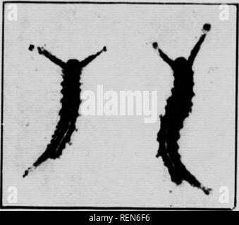 . Gli insetti che attacca gli alberi da frutto [microformati]. Frutta; pesti di insetto; Insectes nuisibles; frutti. Così la vita la storia. Le tarme depongono le loro egga singolarmente sulla corteccia di ramoscelli aud piccoli rami in primavera. La larva sulla schiusa feed su sviluppo di foglie e più tardi al giovane frutta sono cresciuto presto dopo la caduta di fiori e quindi immettere il terreno a pupate. In autunno le tarme appaiono e hibernate in luoghi riparati. Vi è solo una generazione di un anno. Metodi di controllo. Misure particolari non sono necessarie per questa peste ulteriore rispetto alle normali sprayings indicato nello spruzzo C Foto Stock