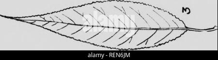 . Alberi nativi del Canada [microformati]. Alberi; Forêts et silvicoltura; le foreste e la silvicoltura; Arbres. . Si prega di notare che queste immagini vengono estratte dalla pagina sottoposta a scansione di immagini che possono essere state migliorate digitalmente per la leggibilità - Colorazione e aspetto di queste illustrazioni potrebbero non perfettamente assomigliano al lavoro originale. Morton, B. R. (Boyd Rutherford), 1885-1957; Lewis, R. G. (Richard Garwood), 1885-1943; Canada. Ramo di selvicoltura. Ottawa : Dipartimento dell'Interno Foto Stock