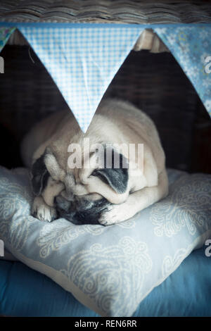 Adorabile cucciolo adorabile pug pet cane dorme nella sua piccola casa accogliente protectnig se stesso con le zampe e fare sogni meravigliosi - felice e divertente dolce co Foto Stock