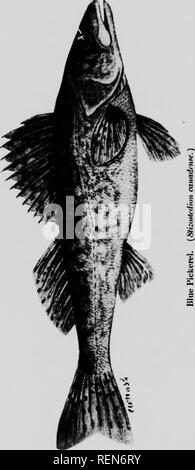 . Elenco di controllo dei vertebrati di Ontario e del catalogo di esemplari nella sezione biologica del Museo Provinciale [microformati] : pesci. Musée Royal de l'Ontario; Royal Ontario Museum; Poissons d'Eau Douce; pesci di acqua dolce; Poissons; Pesci. . Si prega di notare che queste immagini vengono estratte dalla pagina sottoposta a scansione di immagini che possono essere state migliorate digitalmente per la leggibilità - Colorazione e aspetto di queste illustrazioni potrebbero non perfettamente assomigliano al lavoro originale. Nash, Charles W. (Charles William), 1848-1926; Ontario. Dipartimento dell'istruzione. Toronto : L. K. Cameron Foto Stock
