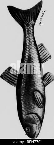. Elenco di controllo dei vertebrati di Ontario e del catalogo di esemplari nella sezione biologica del Museo Provinciale [microformati] : pesci. MusÃ©e royal de l'Ontario; Royal Ontario Museum; Poissons d'Eau Douce; pesci di acqua dolce; Poissons; Pesci. Iar&GT;{r pe( â ul i&GT;i r thi Â"; P., M1 linea; i "turfn 111.' ;hth ray- y charKÂ"il B pi se gli uomini 1 es dcepi'i ort, profondo incluso ; scale dritte, ho; bilance th n gilt testa â¢ut otto oughout ith deep ess, ma. ' Piuttosto io piuttosto nbeous. Si prega di notare che queste immagini vengono estratte dalla pagina sottoposta a scansione di immagini che possono essere state migliorano in modo digitale Foto Stock