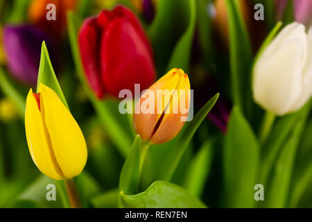 Collezione di splendidi e vibranti tulipani in bianco, rosso, giallo e arancione Foto Stock