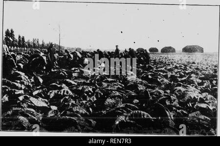 . Frutticoltura in Ontario, Canada [microformati]. Frutta-cultura; Arboricoltura fruitiÃ¨re. { Â 1. Haivesling tabacco. Si prega di notare che queste immagini vengono estratte dalla pagina sottoposta a scansione di immagini che possono essere state migliorate digitalmente per la leggibilità - Colorazione e aspetto di queste illustrazioni potrebbero non perfettamente assomigliano al lavoro originale. Duff, James S. [Toronto? : S. n. ] Foto Stock