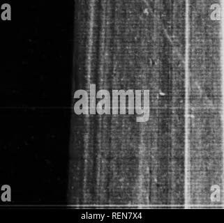 . Il coleottero di sacro e altri [microformati]. Coleotteri; Coléoptères. "M m. Capitolo XI ONTHOPHAGI E ONITICELLI dopo la notabilities del letame-maggiolino tribù, se si omette la Geotrupes, che appartengono ad un clan diversa, rimane, Vithin il raggio molto limitato del mio observa tion, la marmaglia Onthophagus, o che 1 potrebbe raccogliere una dozzina di specie differenti intorno ^y casa. Quali saranno questi Small Fry teach "''ancor più zelanti rispetto alla loro grande com- Lc thev sono i primi che accorrono per l^A:Xh dal passaggio Mul. Essi provengono in folle e rimanere a lungo t.me lo Lg sotto la diffusione tabella che g,ves Foto Stock