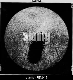 . Il fundus oculi degli uccelli, in particolare come si vede dall'oftalmoscopio [microformati] : uno studio nel confronto di anatomia e fisiologia. Ophthalmoscopy; occhio; Ophtalmoscopie; Oiseaux; Oeil; uccelli. Tinamiformes l'.MK ' ('iiliiihn'ti'ho il,(iaii.Ho CARINATiG. Si prega di notare che queste immagini vengono estratte dalla pagina sottoposta a scansione di immagini che possono essere state migliorate digitalmente per la leggibilità - Colorazione e aspetto di queste illustrazioni potrebbero non perfettamente assomigliano al lavoro originale. Legno, Casey A. (Casey Albert), 1856-1942. Chicago : premere sul lago Foto Stock