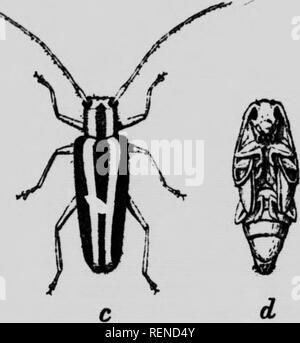 . Gli agricoltori' i nemici e i loro rimedi [microformati]. Parassiti; parassiti agricoli; parassiti agricoli; Animaux et plantes nuisibles, Lutte contre les; Ennemis des Cultures; Ennemis des Cultures, Lutte contre les. (Kio. 49.) (o) e (b) larva; (c&GT; beetle; (d) pupa. Ingrandita. Il cffffn sono depositati circa giugno, vicino alla base del tronco dell'albero della mela. La larra mangia il suo modo attraverso la corteccia esterna verso l'interno, e il tempo di percorrenza è di circa tre anni per sviluppare. Esso lavora in l'alburno. dove forma piana, cavità poco profonde, riempita di segatura-come i pezzi fusi. Questi sono spesso visibili sulla corteccia e indicare w Foto Stock