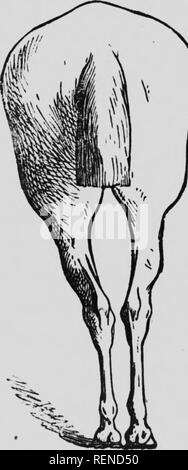 . Cavallo-allevamento in Canada [microformati]. Cavalli; Chevaux. Fig. 13. -Conformazione difettosa. Croset-footed unci bow-sommersi. Fig. 14. Conformatf difettosa C'ow-hookod o chiudere hammcc. Si prega di notare che queste immagini vengono estratte dalla pagina sottoposta a scansione di immagini che possono essere state migliorate digitalmente per la leggibilità - Colorazione e aspetto di queste illustrazioni potrebbero non perfettamente assomigliano al lavoro originale. Duchène, John D. , d. 1933?. [Québec? : S. n. ] Foto Stock