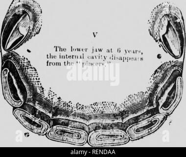 . Cavallo-allevamento in Canada [microformati]. Cavalli; Chevaux. Â 19 â jf. Â "'&GT;. Si prega di notare che queste immagini vengono estratte dalla pagina sottoposta a scansione di immagini che possono essere state migliorate digitalmente per la leggibilità - Colorazione e aspetto di queste illustrazioni potrebbero non perfettamente assomigliano al lavoro originale. DuchÃ¨ne, John D. , d. 1933?. [QuÃ©bec? : S. n. ] Foto Stock