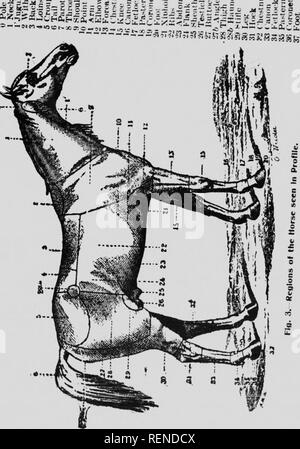 . Cavallo-allevamento in Canada [microformati]. Cavalli; Chevaux. - 11 "- 3 - J" - ^ e s .S !" n w * 2 ? 9 "" t,-    K §1 .J 3. Si prega di notare che queste immagini vengono estratte dalla pagina sottoposta a scansione di immagini che possono essere state migliorate digitalmente per la leggibilità - Colorazione e aspetto di queste illustrazioni potrebbero non perfettamente assomigliano al lavoro originale. Duchène, John D. , d. 1933?. [Québec? : S. n. ] Foto Stock