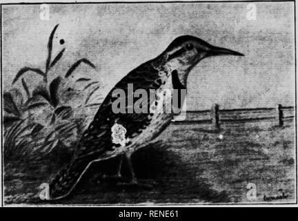 . Elenco di controllo dei vertebrati di Ontario e del catalogo di esemplari nella sezione biologica del Museo Provinciale [microformati] : Uccelli. Musée Royal de l'Ontario; Royal Ontario Museum; Oiseaux; Oiseaux; uccelli; uccelli. f M CONTROLLO ELENCO DI arriva circa il primo di aprile e si diparte inizio in ottobre. Questa è la maggior parte degli uccelli pregiudizievole abbiamo, come ogni uovo deposto da significa che la distruzione di una intera covata di una delle nostre specie benefiche. Genere XANTHOCEPHALUS. (497) Giallo-guidato Blackbird. (Xanthocephalus xanthocephalus.) una molto rara visitatore estivo da praterie occidentali. Genere AGELA Foto Stock