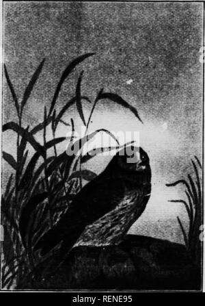 . Elenco di controllo dei vertebrati di Ontario e del catalogo di esemplari nella sezione biologica del Museo Provinciale [microformati] : Uccelli. Musée Royal de l'Ontario; Royal Ontario Museum; Oiseaux; Oiseaux; uccelli; uccelli. 44 LA LISTA DI CONTROLLO DEL PARZIALIZZATORE. Punta esterna reversibili; artigli molto affilati, lungo e forte; la punta interna più breve medio; medio non artiglio pectinate. Tutte le specie tranne notturno Nyctea Surnia e. Genere ASIO. (3f&GT;6) American gufo comune. (Asio wilsonianus.) Un abbastanza comune la residenza estiva, allevamento in tutta la sua gamma in provincia, ovunque io -p sono boschi. Più fr Foto Stock