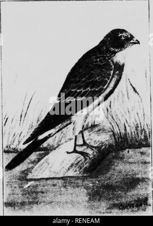 . Elenco di controllo dei vertebrati di Ontario e del catalogo di esemplari nella sezione biologica del Museo Provinciale [microformati] : Uccelli. Musée Royal de l'Ontario; Royal Ontario Museum; Oiseaux; Oiseaux; uccelli; uccelli. HIKDS OK ONTAUli) ant ?.s, Bill mi-entre ;i > su SiiiFAMii.Y ACCIIMTRIN.K. (Affini. Falchi, Em.mi.MI.s, i-n.) (iKMS KLANOIUES. (327) Swallow-tailed kite. (Elanoidcs forficatus.) Il sig. Mcllwraith registra il verificarsi della specie tliis in Western Ontario e anche a Ottawa, ed è molto probabile che venga visto qui di nuovo, come è una t;rc.' it ivanderer.. .Marnh Hawk. Gkms ciRcr.s (^31 Foto Stock