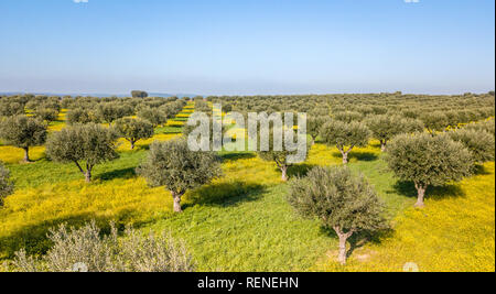 Drone vista aerea di oliva gigante grove in Alentejo Portogallo Foto Stock