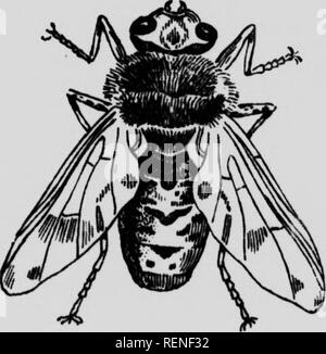 . Insectes nuisibles aux animaux de la ferme [microforme] : devastazioni, distruzione, désinfection. Bétail; pesti di insetto; bestiame; Insectes nuisibles. - 10 - i. Si prega di notare che queste immagini vengono estratte dalla pagina sottoposta a scansione di immagini che possono essere state migliorate digitalmente per la leggibilità - Colorazione e aspetto di queste illustrazioni potrebbero non perfettamente assomigliano al lavoro originale. Maheux, Georges, 1889-1977; Québec (provincia). Département de l'agricoltura. [Québec] : Dépt. de l'agricoltura Foto Stock