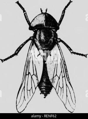 . Insectes nuisibles aux animaux de la ferme [microforme] : devastazioni, distruzione, dÃ©sinfection. Bà©coda; pesti di insetto; bestiame; Insectes nuisibles. MINISTERE DE L'AGRICULTURE DE LA PROVINCIA DE QUEBEC SKiivicK T)K i."HoKTirri/rriii-: Sezione estomolooi(&lt;de â == B'-f â bollettino n 67 Insectes Nuisibles ^11 aux animaux de la Ferme RavagesâDestructionâDÃ©sinfection par GEORGES MAHEUX ENTOMOLOGISTE PROVINCIALE. ho Lr*-,RARy DEPT DI AO, 6 :ho lÃ¯li ho i r !. TiilxtnuÂ" alr,ilii&LT; O'ho liinii iji'-: l'Iirv.mv p delle Nazioni Unite "ho uni- i ' D'iiprrs ( lariiiiin"' P.'tii.lE PAU ordre: de U'HON. J -ED CA Foto Stock