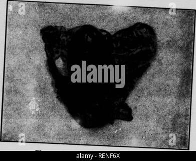 . La farfalla e la tignola prenota [microformati] : personale di studi e di osservazioni di più familiare specie. Farfalle; Papillons; Papillons nocturnes; falene. Signora LUNA tirante è andato alla testa, aggiungendo ogni volta un filamento al web- .nA dunng il funzionamento della larva "verL sua posZnJd^L^ cocoon fino a quando non è stato soddisfacente. '^^^ l'ultima Luna scomparso in che cosa mi avrebbe h. .T, w.Configurare quarti sessanta giorni dopo il motheS d^^slt^. T"w pupa .tooda su se estremità caudale il suo primo uovo; cinquanta^ine giorni dopo il fir,t lo" e venti giorni dopo th/nJ ^ * è apparso; quindi "FH! . ' *7 ^"* "&GT Foto Stock