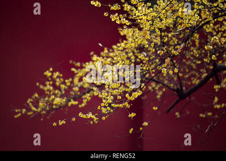 Nanjing, Cina. Xxi gen, 2019. Prugna fiore fiori al mausoleo Xiaoling della Dinastia Ming Scenic Area in Nanjing East cinese della provincia di Jiangsu. Credito: Sipa Asia/Pacific Press/Alamy Live News Foto Stock