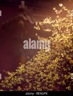 Nanjing, Cina. Xxi gen, 2019. Prugna fiore fiori al mausoleo Xiaoling della Dinastia Ming Scenic Area in Nanjing East cinese della provincia di Jiangsu. Credito: Sipa Asia/Pacific Press/Alamy Live News Foto Stock