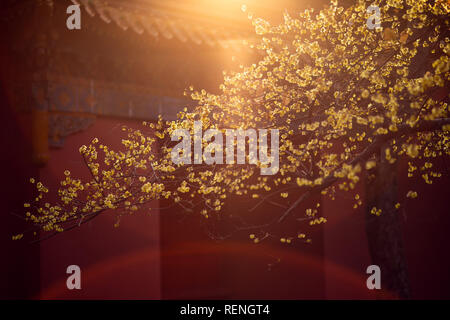 Nanjing, Cina. Xxi gen, 2019. Prugna fiore fiori al mausoleo Xiaoling della Dinastia Ming Scenic Area in Nanjing East cinese della provincia di Jiangsu. Credito: Sipa Asia/Pacific Press/Alamy Live News Foto Stock