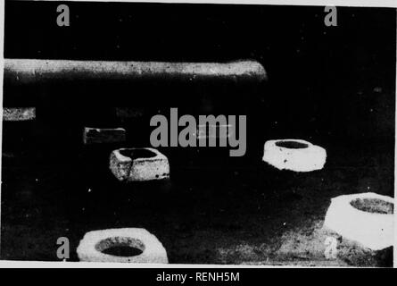 . Flue cured tabacco in Canada [microformati] : I. crescente flued-cured tabacco in Ontario. II. Suoli di tabacco, rotazioni, fertilizzanti. III. Co-operativa di esperimenti. Tabacco; Tabacco guarendo; Tabac; Tabac. ^'"^^yZTJl '^'""' 7' â *''*â "' "*" "ilerground sistema di ventilazione progettato da S McKenna ::x^a;;,:^^-â;^t^-e op-^.-.:'^-^-;;;;. Si prega di notare che queste immagini vengono estratte dalla pagina sottoposta a scansione di immagini che possono essere state migliorate digitalmente per la leggibilità - Colorazione e aspetto di queste illustrazioni potrebbero non perfettamente assomigliano al lavoro originale. Digges, D. D; Freem Foto Stock