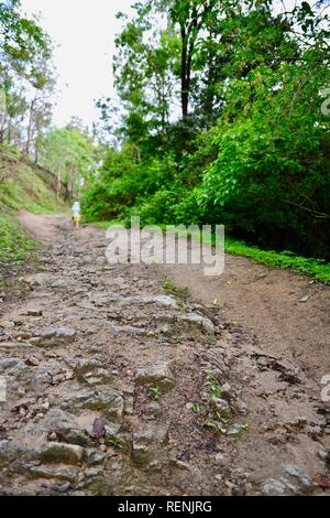 I bambini a piedi lungo una trazione a quattro ruote motrici via attraverso una foresta, Mia Mia la foresta di stato, Queensland, Australia Foto Stock