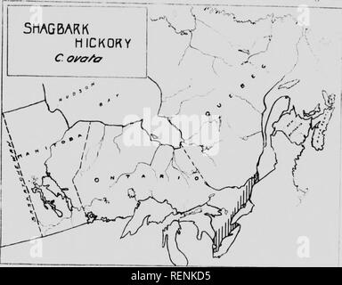 . Alberi nativi del Canada [microformati]. Alberi; Forêts et silvicoltura; le foreste e la silvicoltura; Arbres. 58 Xali io- io ho'Ys di (INN.hi CARYA OVATA (Mill.Ho Koch SHAGBARK HICKORY nomi comuni; ShaRbark hickorj', shtllbark hickory. Nomi francesi: Carya blanc, noyer ecailleux. noyer blanc d' Amerique. Thi' shaKl)arca hit-kr.rv n-m-hv- un ciao io^Iit di .-)() a sd ft. e un diametro di 1 a J ft., ed è o.Se ni thf Ii più grande.ckorii's. Tin- trunk è strai&GT;,'accesa e colonnare, toppi con una piccola corona llal wIku Rrown in una densa di stand. In tlie aprire tlu trin-k è sliorler aufl è ,livi(k'd iiUo pochi, Foto Stock