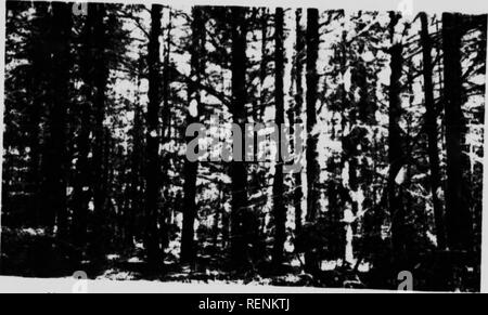 . La cura di woodlot [microformati]. Le foreste e la silvicoltura; Fôrets; Woodlots; Forêts privées. Mix.'.l .t.n.l "f ,vl,l.o "ln... "Ln... s"n" ., m"io .."..", l abete".f.,r. iliihiilnK. Si prega di notare che queste immagini vengono estratte dalla pagina sottoposta a scansione di immagini che possono essere state migliorate digitalmente per la leggibilità - Colorazione e aspetto di queste illustrazioni potrebbero non perfettamente assomigliano al lavoro originale. Morton, B. R. (Boyd Rutherford), 1885-1957; Canada. Ramo di selvicoltura. Ottawa : T. Mulvey Foto Stock