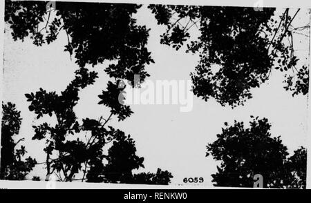 . La cura di woodlot [microformati]. Le foreste e la silvicoltura; FÃ'rets; Woodlots; ForÃªts privÃ©es. ren.ovale nf ogni parteci, ul:.r tree VmZÂ" ,h, , T '"- """"""""" â ¢"â â¢â ""Â"Â"â ' â"¢'V il rnakMii,- un ga), ^^l.i^l, prenderà .a.si.Vral.l,.' t'ime'V,', Â"'l''''*"u' " T """"Â°' "&GT; ' â"¢"^â ""' il terreno sl.arte.l '""'^ '" " â '^*''-l' le cime tcuehins Mâlit e. Si prega di notare che queste immagini vengono estratte dalla pagina sottoposta a scansione di immagini che possono essere state migliorate digitalmente per la leggibilità - colorazione Foto Stock