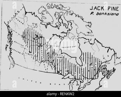 . Alberi nativi del Canada [microformati]. Alberi; Forêts et silvicoltura; le foreste e la silvicoltura; Arbres. . Si prega di notare che queste immagini vengono estratte dalla pagina sottoposta a scansione di immagini che possono essere state migliorate digitalmente per la leggibilità - Colorazione e aspetto di queste illustrazioni potrebbero non perfettamente assomigliano al lavoro originale. Morton, B. R. (Boyd Rutherford), 1885-1957; Lewis, R. G. (Richard Garwood), 1885-1943; Canada. Ramo di selvicoltura. Ottawa : Dipartimento dell'Interno Foto Stock