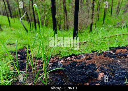 I danni di un incendio e la ricrescita nella mia mia la foresta di stato dopo il novembre 2018 incendi, Queensland, Australia Foto Stock