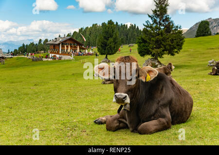 Mucca in campo verde nelle Dolomiti Trentino Italia Foto Stock