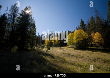 Aspens giallo circondato da alberi di pino nel Sacramento montagne del Nuovo Messico Foto Stock