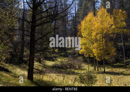 Aspens giallo circondato da alberi di pino nel Sacramento montagne del Nuovo Messico Foto Stock