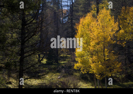 Aspens giallo circondato da alberi di pino nel Sacramento montagne del Nuovo Messico Foto Stock