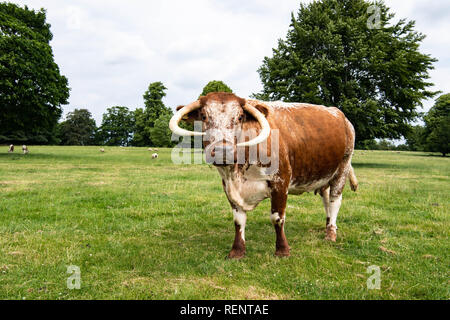 Inglese Long Horn il bestiame pascola sui terreni agricoli in Inghilterra rurale. Allevati per la carne bovina, questa razza è stata intorno dal XVI C originari del Lancashire. Foto Stock