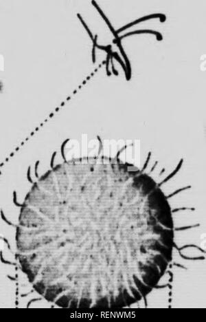 . Gli agricoltori' i nemici e i loro rimedi [microformati]. Parassiti; parassiti agricoli; parassiti agricoli; Animaux et plantes nuisibles, Lutte contre les; Ennemis des Cultures; Ennemis des Cultures, Lutte contre les. . Si prega di notare che queste immagini vengono estratte dalla pagina sottoposta a scansione di immagini che possono essere state migliorate digitalmente per la leggibilità - Colorazione e aspetto di queste illustrazioni potrebbero non perfettamente assomigliano al lavoro originale. British Columbia. Dipartimento di Agricoltura. Victoria, B. C. : R. Wolfenden Foto Stock