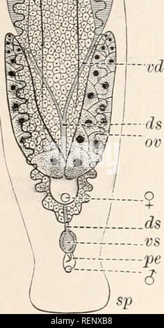 . Il dott. H.G. Bronn's Klassen und Ordnungen des Thier-Reichs : wissenschaftlich dargestellt in Wort und Bild. Zoologia. 2122 Plathelrainthes: III. Turbellaria. herstellen. Doch unterscheiden sich diese räumlich differenzirten diver- tikel und Schenkel in ihrem histologischen Bau nicht vom centralen Hohlraum des Darmes*). Bei allen jenen Formen, deren faringe nicht wie in Textfig. 16 und 18 vom vorderen oder hinteren Ende des Darmes entspringt, lässt sich ein präoraler (präpharyngealer) Darmschenkel {dav) von dem (postoralen postpharyngealen, dah) unterscheiden, deren rispetto Fig. 18. Fig. 19. [ Foto Stock