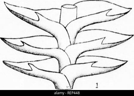 . Elenco delle Canadian hepaticae [microformati]. Epatiche; briofite; Hépatiques; briofite. . Si prega di notare che queste immagini vengono estratte dalla pagina sottoposta a scansione di immagini che possono essere state migliorate digitalmente per la leggibilità - Colorazione e aspetto di queste illustrazioni potrebbero non perfettamente assomigliano al lavoro originale. Pearson, William Henry, 1849-1923; geologiche e di Storia Naturale di sondaggio in Canada. Montreal : W. Foster Marrone Foto Stock