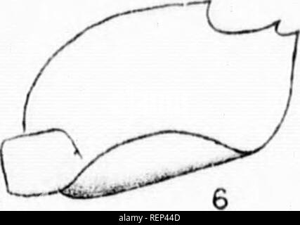 . Elenco delle Canadian hepaticae [microformati]. Epatiche; briofite; Hépatiques; briofite. . Si prega di notare che queste immagini vengono estratte dalla pagina sottoposta a scansione di immagini che possono essere state migliorate digitalmente per la leggibilità - Colorazione e aspetto di queste illustrazioni potrebbero non perfettamente assomigliano al lavoro originale. Pearson, William Henry, 1849-1923; geologiche e di Storia Naturale di sondaggio in Canada. Montreal : W. Foster Marrone Foto Stock