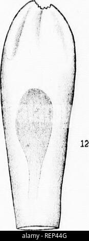 . Elenco delle Canadian hepaticae [microformati]. Epatiche; briofite; Hépatiques; briofite. . Si prega di notare che queste immagini vengono estratte dalla pagina sottoposta a scansione di immagini che possono essere state migliorate digitalmente per la leggibilità - Colorazione e aspetto di queste illustrazioni potrebbero non perfettamente assomigliano al lavoro originale. Pearson, William Henry, 1849-1923; geologiche e di Storia Naturale di sondaggio in Canada. Montreal : W. Foster Marrone Foto Stock