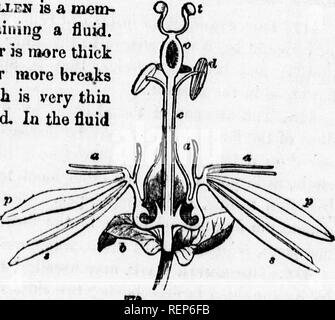 . Classe-libro di botanica [microformati] : essendo i contorni della struttura, la fisiologia e la classificazione delle piante : con una flora di Stati Uniti e Canada. La botanica; botanica; piante; piante; Botanique; Botanique; Plantes; Botanique. 509, ogni granello di polline è un mem- branous cella o un sacco contenente un fluido. Il suo mantello è doppio, l'esterno è più tliick e impresa, presentante una o più pause in cui la inn^r coat, che è molto sottile e espansibile, è scoperto. Nel fluido sono sospese le molecole di inconcepibile minuto- ness, detto di possedere una tre- inulous motion. Quando &LT;inemhi Iie-ane è Foto Stock