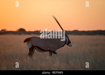 Oryx, inganno Valley, il Central Kalahari Game Reserve, Botswana, (Oryx gazella) Foto Stock