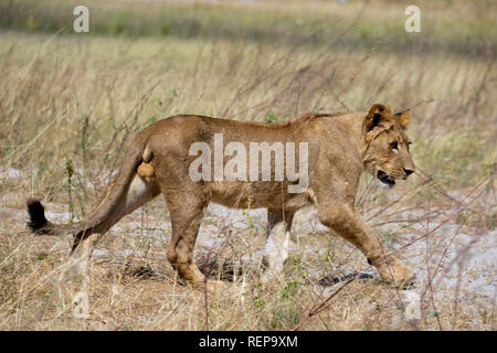 Lion, i giovani di sesso maschile, Chobe National Park, Botswana, (Panthera leo) Foto Stock