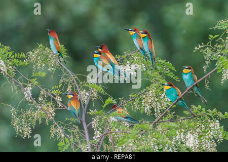 Unione Bee Eater (Merops apiaster) Foto Stock